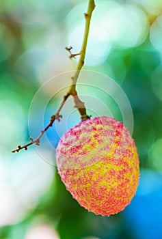 Lychee fruit (asia fruit) on the tree.