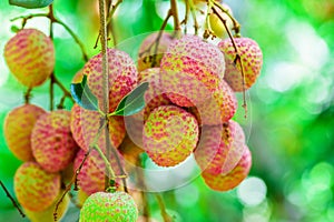 Lychee fruit (asia fruit) on the tree.