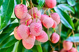 Lychee fruit (asia fruit) on the tree.