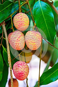 Lychee fruit (asia fruit) on the tree,Chiang Mai, Thailand.