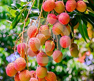 Lychee fruit (asia fruit) on the tree,Chiang Mai, Thailand.