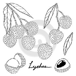 Lychee fruit hand drawn doodle illustrations