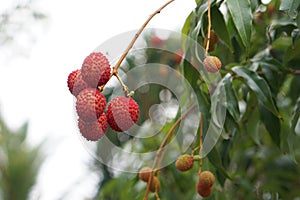 Lychee fruit on tree