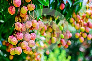 Lychee fruit on the tree in the garden of thailand, Asia fruit.
