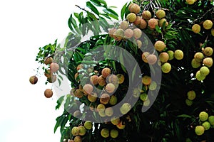 Lychee fruits in growth