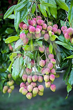 Lychee fruits, locally called Lichu at ranisonkoil, thakurgoan, Bangladesh.
