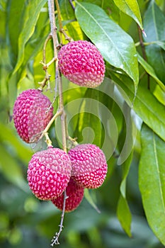 Lychee fruits, locally called Lichu at ranisonkoil, thakurgoan, Bangladesh.