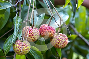 Lychee fruits, type of bedana at ranisonkoil, thakurgoan, Bangladesh.