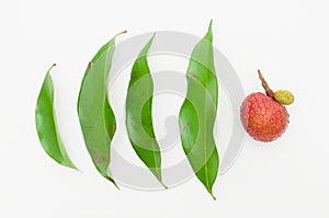 Lychee leaves