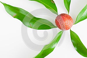 Lychee leaves