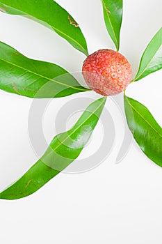 Lychee leaves