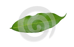 Lychee leaves isolate on white background