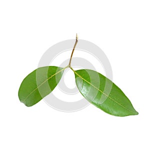 Lychee leaves
