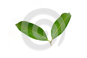 Lychee leaves