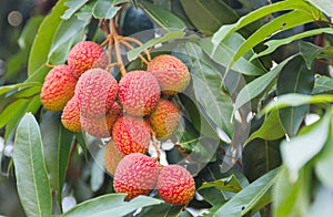 Lychee, Lichi scientific name: Litchi chinensis Sonn. Fruit on