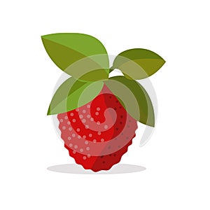 Lychee or litchee flat icon, litchi or leci image, lychee fruit vector illustration design template elements photo