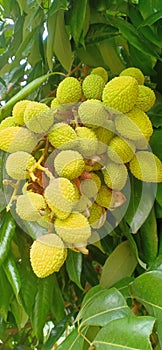 Lychee, Litchi chinensis, also spelled litchi or lich muzzaferpur india