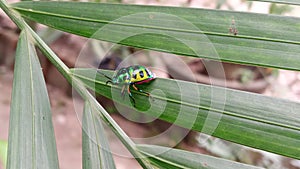 Lychee Shield-backed Jewel Bug on Leaves