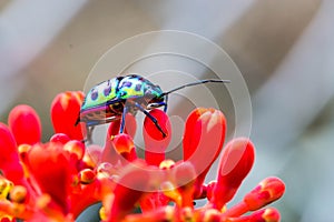 Lychee Shield Bug