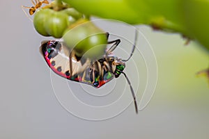 Lychee shield bug on branch