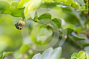 Lychee shield bug on branch