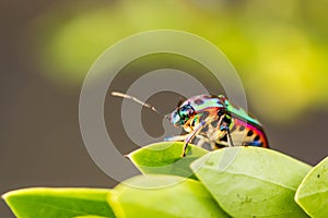 Lychee shield bug on branch