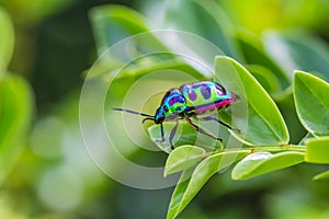 lychee shield bug on branch
