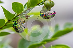Lychee shield bug on branch