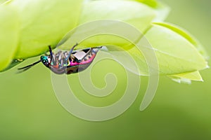 lychee shield bug on branch