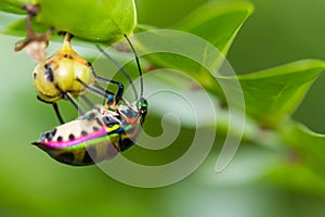 lychee shield bug on branch