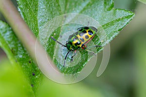 Lychee Shield Bug Chrysocoris stolii, Scutelleridae , Calidea dregii , Colorful green beetle insect on leaf in nature, blurred