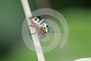 Lychee Shield Bug Chrysocoris stolii, Scutelleridae , Calidea dregii , Colorful green beetle insect on vines in nature, blurred