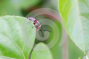 Lychee Shield Bug Chrysocoris stolii, Scutelleridae , Calidea dregii , Colorful green beetles perch on the edge of leaves in