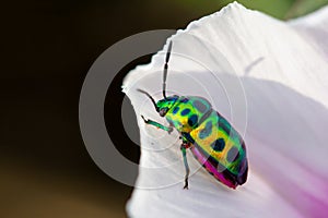 Lychee Shield Bug Chrysocoris stolii, Scutelleridae , Calidea dregii , Colorful green beetles perch on the .White flower