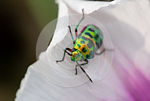 Lychee Shield Bug Chrysocoris stolii, Scutelleridae , Calidea dregii , Colorful green beetles perch on the .White flower