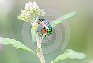 Lychee Shield Bug Chrysocoris stolii, Scutelleridae , Calidea dregii ,A green, black-spotted beetle perch on the trunk of a