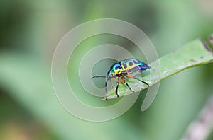 Lychee Shield Bug Chrysocoris stolii, Scutelleridae , Calidea dregii ,A green, black-spotted beetle sits on the grass in the