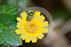 Lychee Shield Bug Chrysocoris stolii, Scutelleridae , Calidea dregii ,A green, black-spotted beetle sits on . a yellow flower