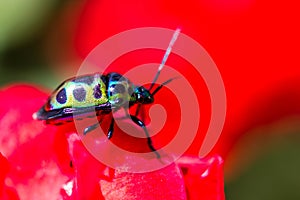 Lychee Shield Bug (Chrysocoris stolli, Scutelleridae)