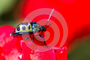 Lychee Shield Bug (Chrysocoris stolli, Scutelleridae)