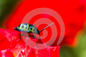 Lychee Shield Bug (Chrysocoris stolli, Scutelleridae)