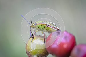 Lychee Shield Bug