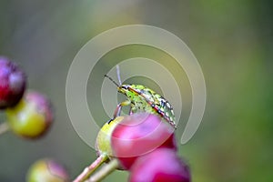 Lychee Shield Bug