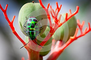 Lychee Shield Bug