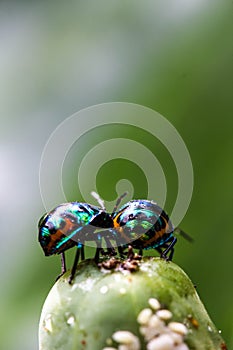Lychee Shield Bug