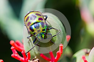 Lychee Shield Bug