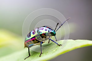 Lychee Shield Bug