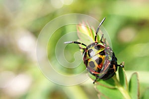 Lychee shield bug