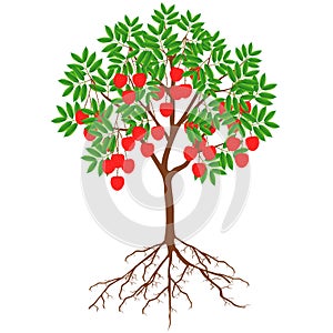 Lychee tree with fruit and roots on a white background.