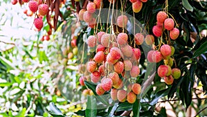 Lychee tree in an orchard